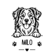 Australian Shepherd