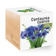 Cornflower