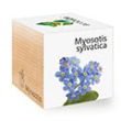Forget-me-not