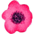 Poppy