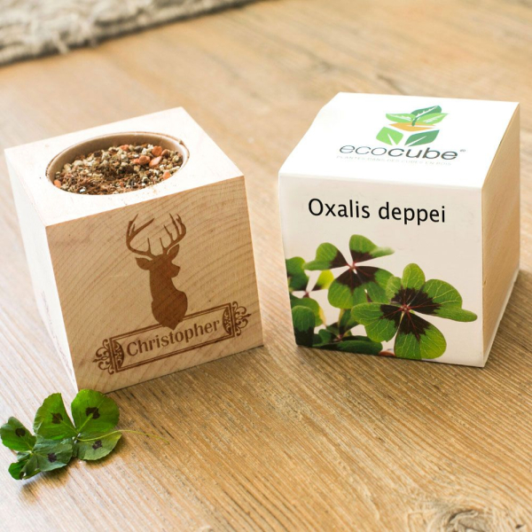 Custom EcoCube Deer