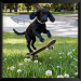 Well-behaved animals portrait from a photo